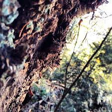 We did not find results for: Make Like A Tree And Leave Vancouverrules Klutzoboy Flickr