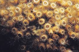 Image result for Loxodera caespitosa