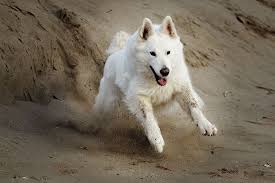 vom zauber weisser schaferhunde dog luxury weisser schaferhund schaferhunde hunde