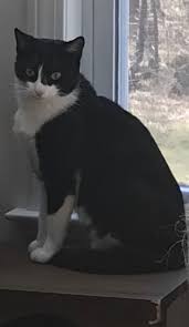 Cat adoption team (cat) is the largest cat shelter in the pacific northwest dedicated to finding a. Cat For Adoption Jack Jake A Domestic Short Hair In Torrington Ct Petfinder