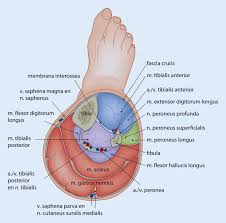 Chronic Exertional Compartment Syndrome As A Cause Of Anterolateral Leg Pain Springerlink