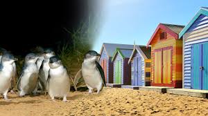 For more detailed information on the birth, care, and development of baby penguin chicks. Phillip Island Penguin Parade Moonlit Sanctuary Seal Rocks Day Tour