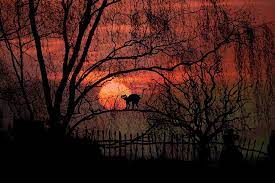 We did not find results for: Silhouette Cat Bare Tree Red Sky Trees Sunset Moon Moonlight Pxfuel