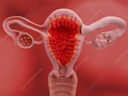 Image result for uterus