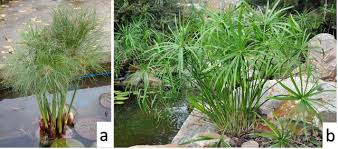 Image result for Bulbostylis schoenoides