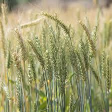 Buy wheat plantation by ktsimage on videohive. Stored Grains Ipm Guide Alabama Cooperative Extension System
