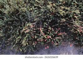 Image result for Suaeda vermiculata