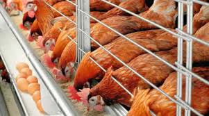 Contoh reban terbuka bagi ternakan ayam kampung. Keuntungan Dan Kerugian Budidaya Ayam Petelur Ilmu Peternakan