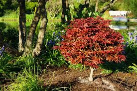 Small, flowering prunus trees are variously called cherry or plum trees. Small Trees For The Home Landscape Moore Farms Botanical Garden