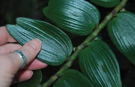 Image result for Diaphananthe sarcophylla