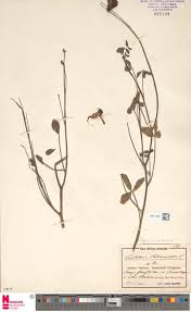 Image result for Englerina woodfordioides