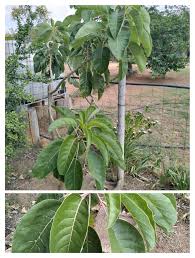 Image result for Phyllanthus muellerianus