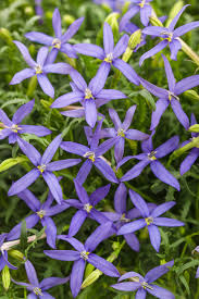 Image result for Blumea adamsii