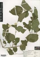 Image result for Cyathula uncinulata