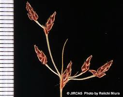 Image result for Fimbristylis aphylla