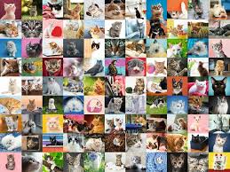 112m consumers helped this year. Ravensburger 99 Cats Jigsaw Puzzle 1500pc Ravensburger Adult Jigsaw Puzzles Aust