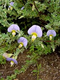 Image result for Psammotropha myriantha