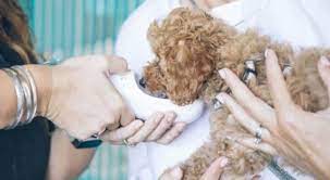 We did not find results for: Reducing Pet Stress With Fear Free Vet Clinics Prudent Pet Insurance