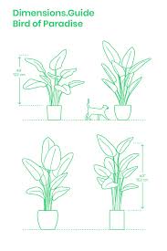 Bird Of Paradise In Large Pot Bird Of Paradise Paradise Plant Birds Of Paradise Plant Birds Of Paradise