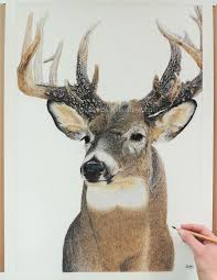 In this video i give you my tips for drawing realistic animals using colored pencil. I Create Hyperrealistic Pencil Drawings Of Animals Bored Panda