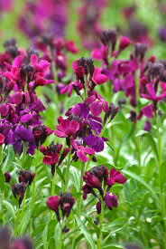 We did not find results for: Biennials News From Chiltern Seeds