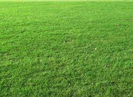 Green Lawn 13 Grass Textures Grass Seed Lawn