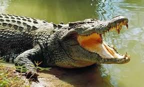 All Livings Must Maintain A Stable Internal Environment By Shivering Sweating Swimming Or Sun Bathing Crocodile Animal Saltwater Crocodile Crocodiles