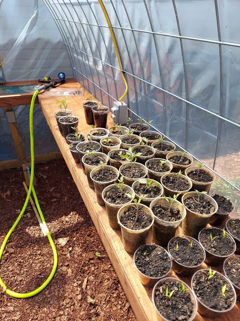 Have you used tea seed meal as a fertilizer?