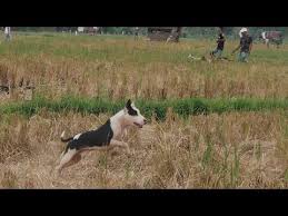 Berburu Babi Di Padang Sibusuk Sumatera Barat Youtube