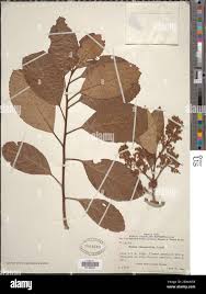 Image result for Maesa lanceolata