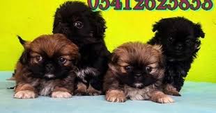 Pekines Yavru Ilanlari Pekinez