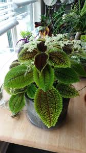 We did not find results for: My Moon Valley Pilea Is Blooming Houseplants