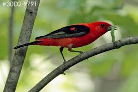 Big Black Birds In Ohio Ohio Birds At Www Viewfinder Us Ohio Birds Bird Species Birds