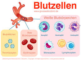 (redirected from thrombocyte) platelets, also called thrombocytes (from greek θρόμβος, clot and κύτος, cell), are a component of blood whose function (along with the coagulation factors) is to react to bleeding from blood vessel injury by clumping, thereby initiating a blood clot. Transfusion Von Plasma Thrombozyten Und Roten Blutkorperchen In A Sansmade2 2