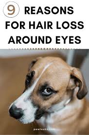 Diagnosis of hair loss in dogs. 9 Reasons For Hair Loss Around Your Dog S Eye Dog Losing Hair Hair Loss Reasons Dog Eyes