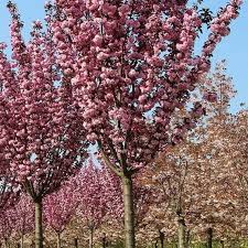 Image result for Prunus serrulata