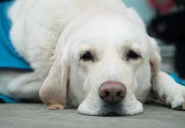 During reverse sneezing, your pet may exhibit postural changes, including, standing. What Is Pulmonary Fibrosis In Dogs Symptoms And Treatment