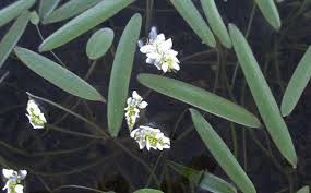 Image result for Aponogetonaceae