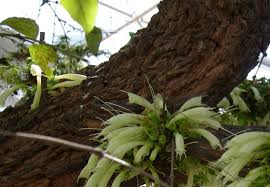 Image result for Halleria elliptica