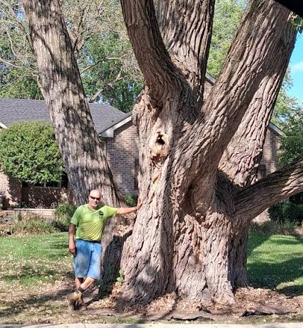 Impressive 65-foot tall cottonwood tree with 31-foot circumference