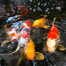 That you can install on your android devices an enjoy ! Koi Fish Video Wallpaper 3d 10 0 Apk Download By Video Wallpapers Android Apk