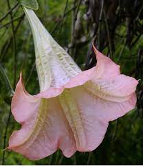 Brugmansia Frosty Pink Complete Care Instructions Angel Trumpet Plant Brugmansia Angel Plant