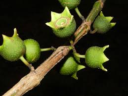 Image result for Bellucia