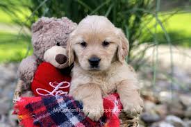 At no point will we ask you for a deposit for our next litter. Desi Akc Golden Retriever Puppies For Sale In Ohio