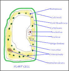 The thin, flexible barrier surrounding the cell. Cbse Papers Questions Answers Mcq Cbse Class 8 Science Chapter 8 Cell Structure And Functions Q And A