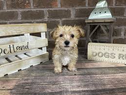 Check spelling or type a new query. Morkie Puppies Petland Knoxville
