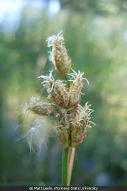 Image result for Schoenoplectus muricinux