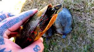 How do i tell the age of my redeared slidder, i found him in my yard and have no idea how old he is.… read more. How To Tell How Old A Painted Turtle Is How To Tell If A Painted Turtle Is A Boy Or A Girl Youtube