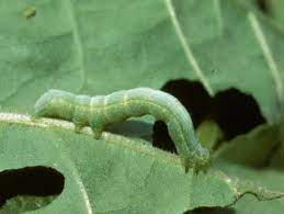 Boring, mining & soil insects. Identifying Insect Pests Hgtv