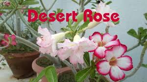 How To Grow And Care Desert Rose Plant In Tamil Adenium Plant Youtube